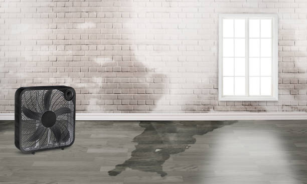 Best Water damage restoration near me  in North Lynnwood, WA