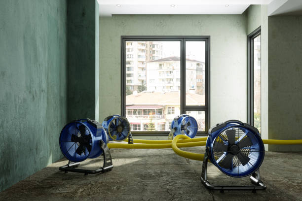Best Mold removal after water damage  in North Lynnwood, WA